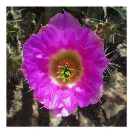Poster Fleur de hérisson Cactus (Devant)