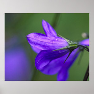 Poster Fleur de jacinthe dans l'Independence Pass en