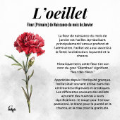Poster Fleur de janvier aquarelle botanique oeillet rouge