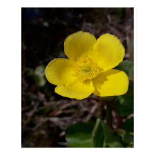 Poster Fleur de jardin jaune