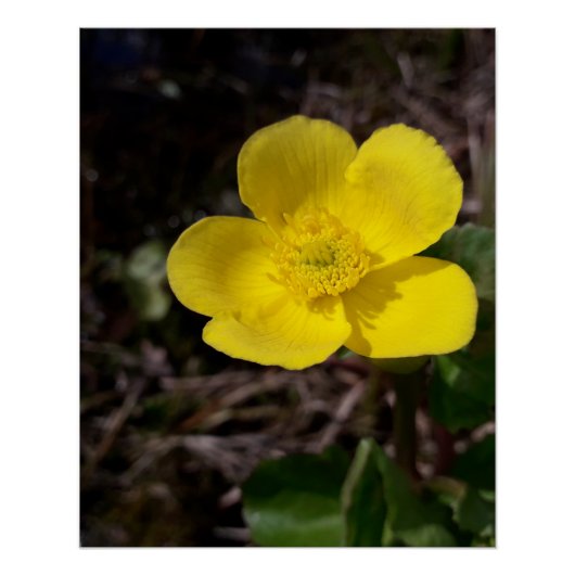 Poster Fleur de jardin jaune (Devant)