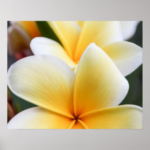Poster Fleur de la Plumeria jaune Frangipani Design flora