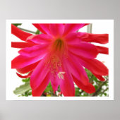 Poster Fleur de l'amour (Devant)