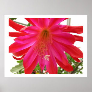 Poster Fleur de l'amour