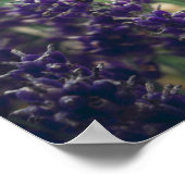 Poster Fleur de lavande et rose du jardin provençal (Coin)