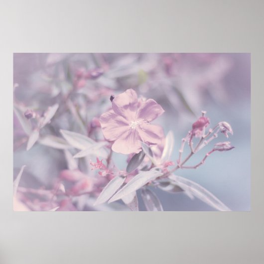 Poster Fleur de lavande pastel douce (Devant)