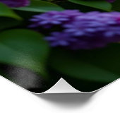 Poster Fleur de lilas (Coin)