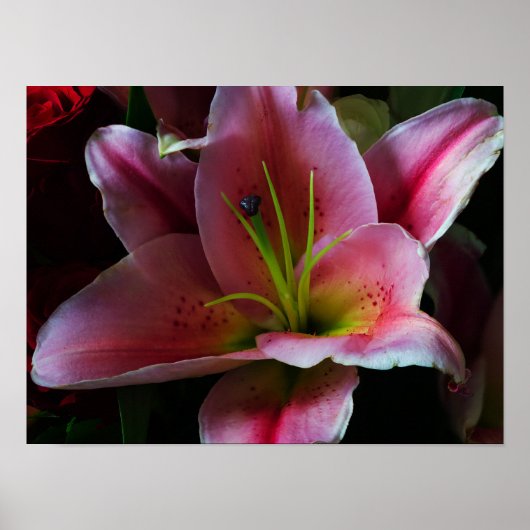 POSTER FLEUR DE LILAS ROSE (Devant)