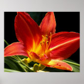 Poster Fleur de lis jourdan orange Photographie (Devant)