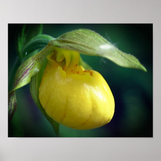 Poster Fleur de l'orchidée à chèvre jaune sauvage (Devant)
