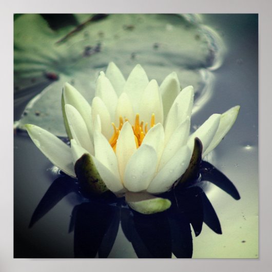 Poster Fleur de lotus (Devant)