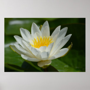 Poster Fleur de Lotus blanc