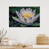 Poster Fleur de Lotus blanc brillant (Cuisine)