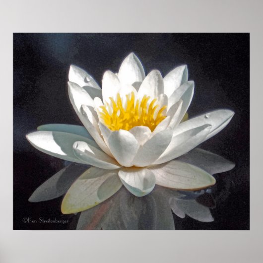 POSTER FLEUR DE LOTUS BLANC ET REFLET (Devant)