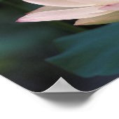 Poster Fleur de lotus en fleurs, Chine (Coin)