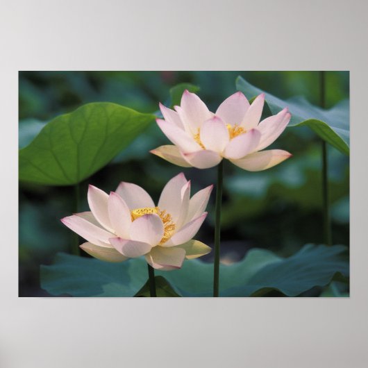 Poster Fleur de lotus en fleurs, Chine (Devant)