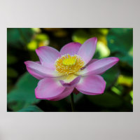 Fleur de lotus en fleurs, Indonésie