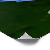 Poster Fleur de lotus et signification (Coin)