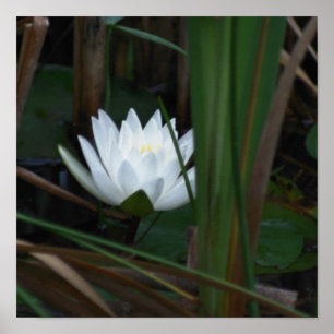 Poster Fleur de lotus lumineuse de nénuphar
