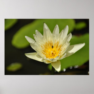 Poster Fleur de lotus (Lys d'eau)