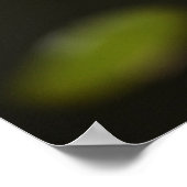 Poster Fleur de lotus (Lys d'eau) (Coin)