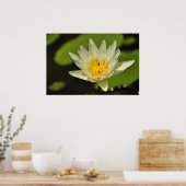 Poster Fleur de lotus (Lys d'eau) (Cuisine)
