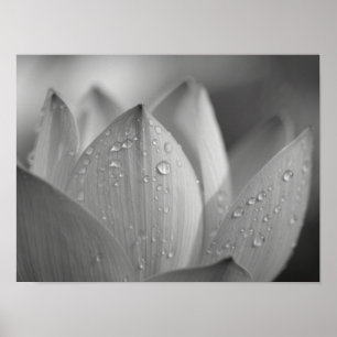 Poster Fleur de Lotus Monochromatique Sérénité Macro