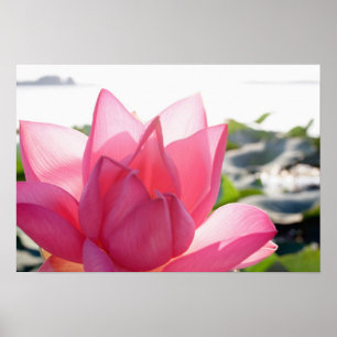 Poster Fleur de lotus [Nelumbo speciosum] en pleine