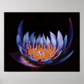 Poster Fleur de Lotus pourpre (Devant)
