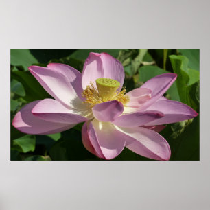Poster Fleur de Lotus rose II Floral d'été