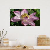 Poster Fleur de Lotus rose II Floral d'été (Cuisine)