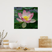 Poster Fleur de Lotus Sacrée Nelumbo Nucifera (Cuisine)