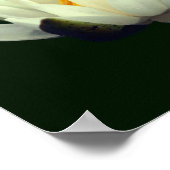 Poster Fleur de lotus unique (Coin)