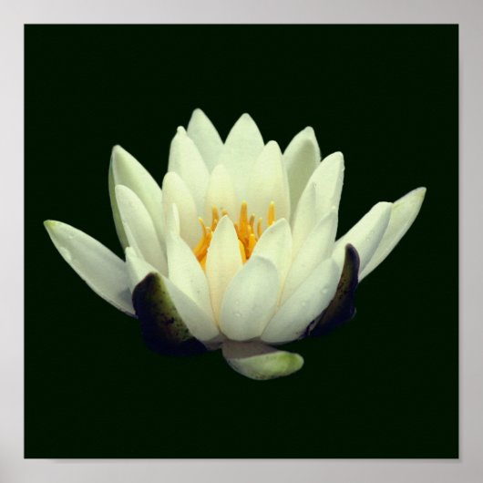 Poster Fleur de lotus unique (Devant)