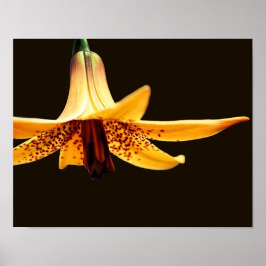 Poster Fleur de Lys canadienne tachetée sauvage (Devant)