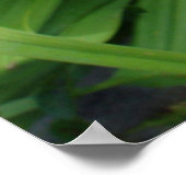 Poster Fleur de lys de tigre de couleur orange. (Coin)