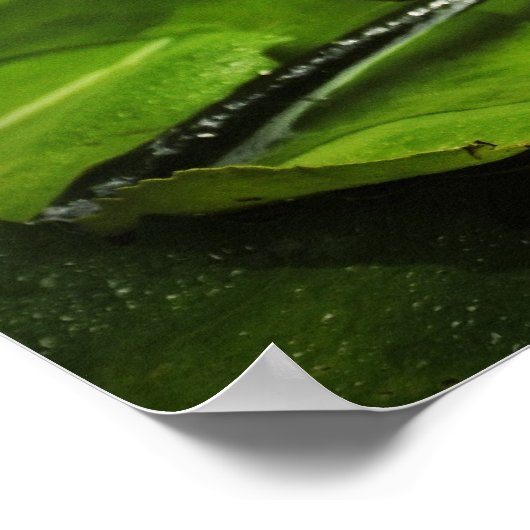 Poster Fleur de lys d'eau (Lotus) (Coin)