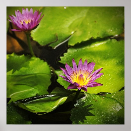 Poster Fleur de lys d'eau (Lotus) (Devant)