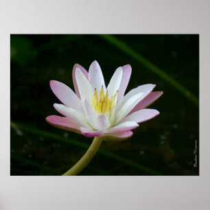 Poster Fleur de lys d'eau rose, jusqu'à 24" x 18" Photo