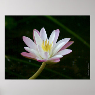 Poster Fleur de lys d'eau rose, jusqu'à 24" x 18" Photo