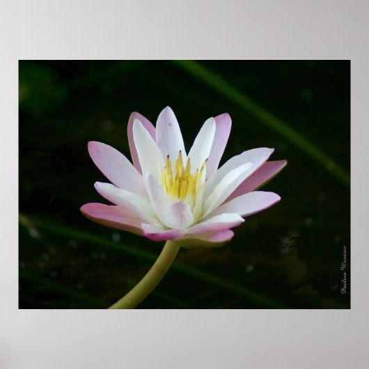Poster Fleur de lys d'eau rose, jusqu'à 24" x 18" Photo (Devant)