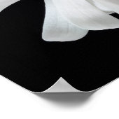 Poster Fleur de Magnolia (Coin)