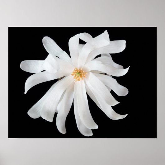 Poster Fleur de Magnolia (Devant)