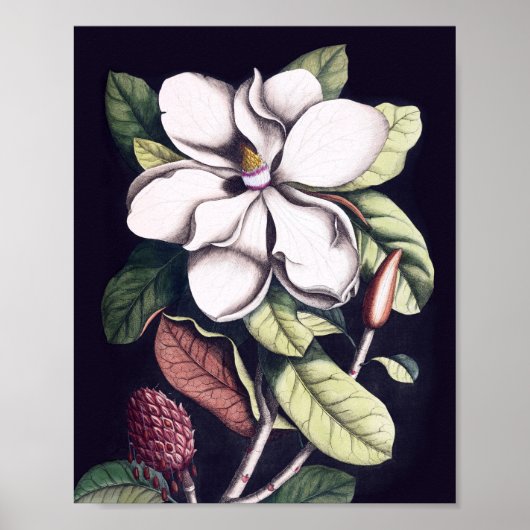 Poster Fleur de Magnolia (Devant)