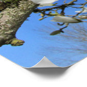 Poster Fleur de Magnolia blanche dans l'arbre (Coin)