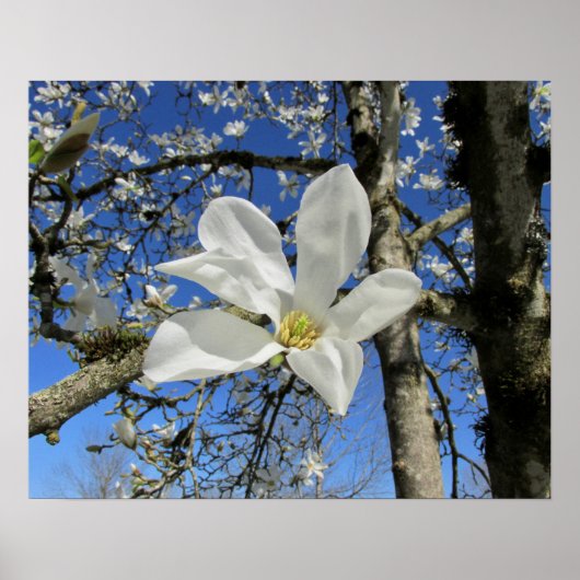 Poster Fleur de Magnolia blanche dans l'arbre (Devant)
