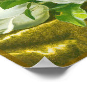 Poster Fleur de Magnolia du Sud (Coin)