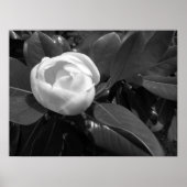 Poster Fleur de Magnolia en noir et blanc (Devant)