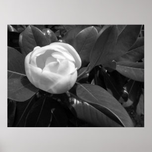 Poster Fleur de Magnolia en noir et blanc