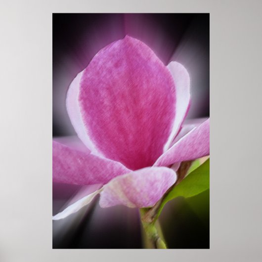Poster fleur de magnolia rose (Devant)